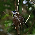 Pied Monarch on the nest<br />Canon EOS 6D + EF400 F5.6L + SPEEDLITE 580EXII + Better Beamer